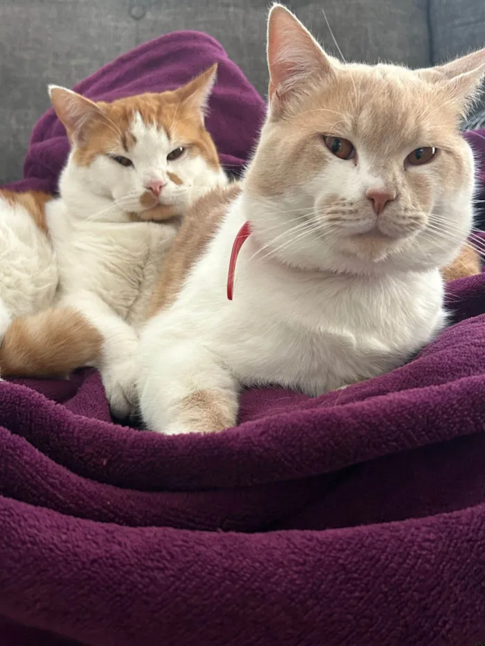 Gato raça SRD-ViraLata idade 1 ano nome Thiago e Dagoberto