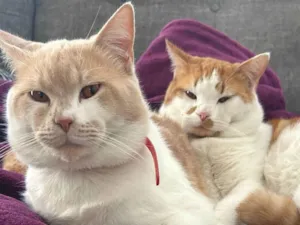 Gato raça SRD-ViraLata idade 1 ano nome Thiago e Dagoberto