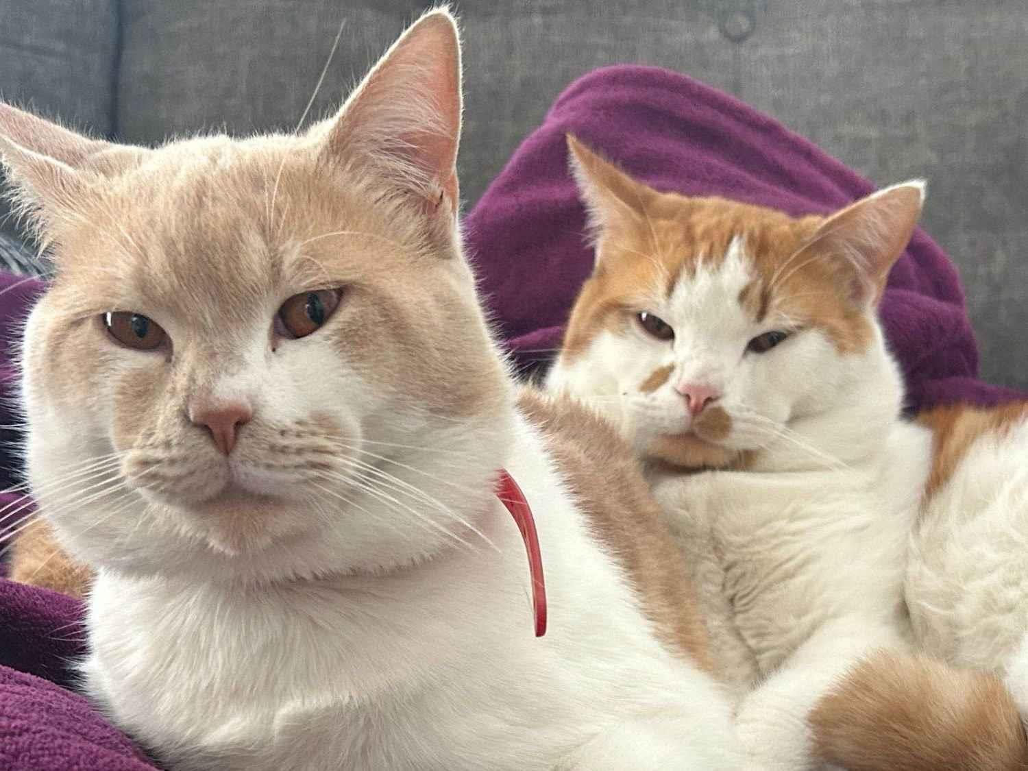 Gato raça SRD-ViraLata idade 1 ano nome Thiago e Dagoberto