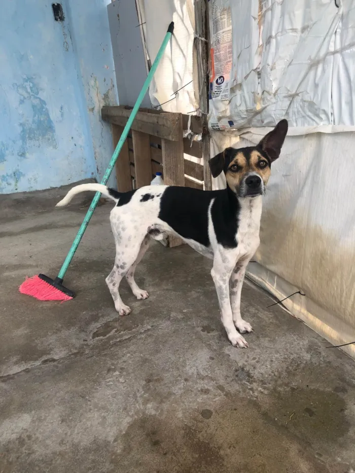 Cachorro raça SRD-ViraLata idade 2 anos nome Bob