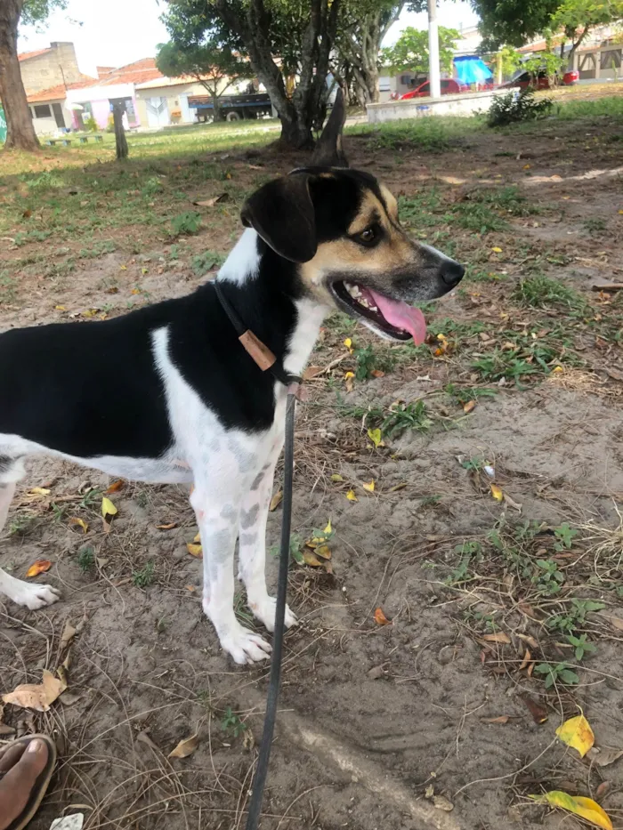 Cachorro raça SRD-ViraLata idade 2 anos nome Bob