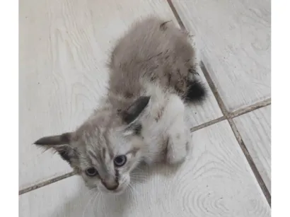 Gato raça Ragdoll idade Abaixo de 2 meses nome Não tem nome ainda 