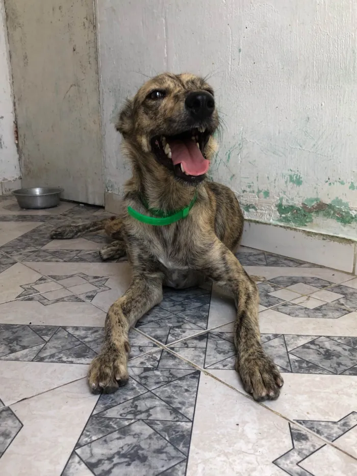 Cachorro raça SRD-ViraLata idade 1 ano nome Coral