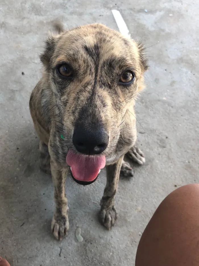 Cachorro raça SRD-ViraLata idade 1 ano nome Coral