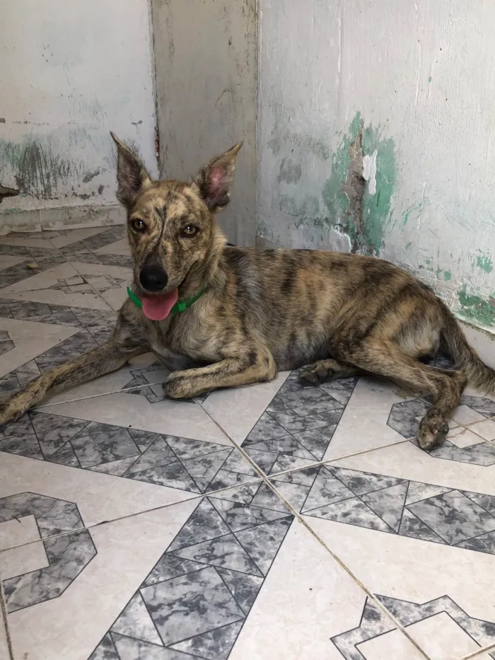 Cachorro raça SRD-ViraLata idade 1 ano nome Coral