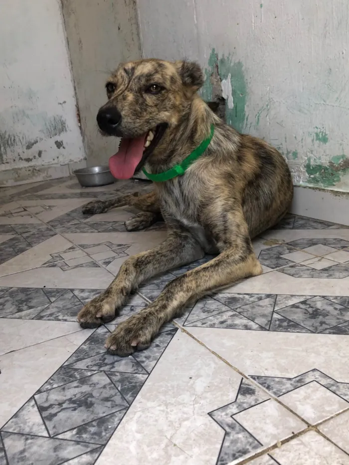 Cachorro raça SRD-ViraLata idade 1 ano nome Coral