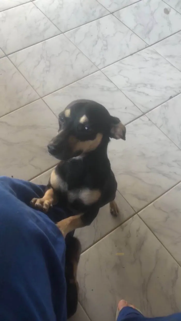 Cachorro raça SRD-ViraLata idade 1 ano nome Luke