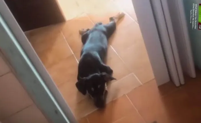 Cachorro raça SRD-ViraLata idade 1 ano nome Luke