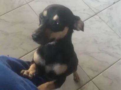 Cachorro raça SRD-ViraLata idade 1 ano nome Luke