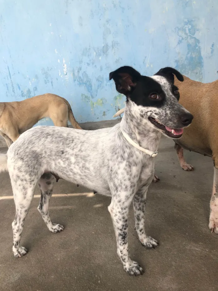 Cachorro raça SRD-ViraLata idade 1 ano nome Dora