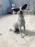 Cachorro raça SRD-ViraLata idade 1 ano nome Dora