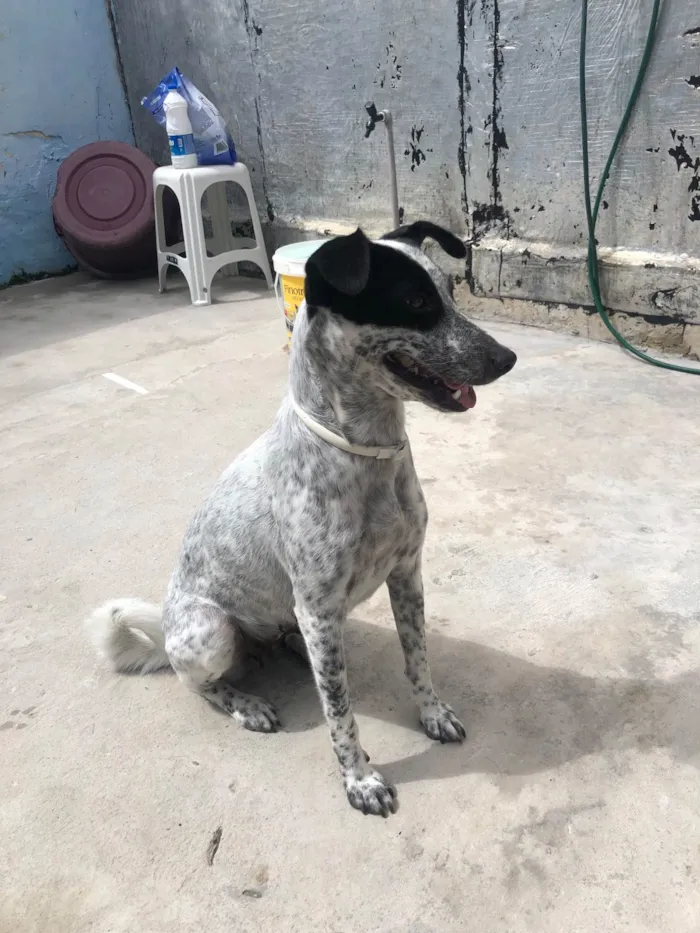 Cachorro raça SRD-ViraLata idade 1 ano nome Dora