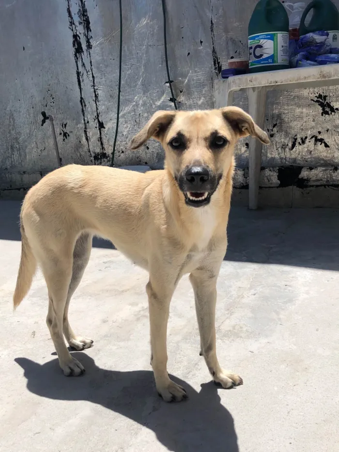 Cachorro raça SRD-ViraLata idade 1 ano nome Menininha 