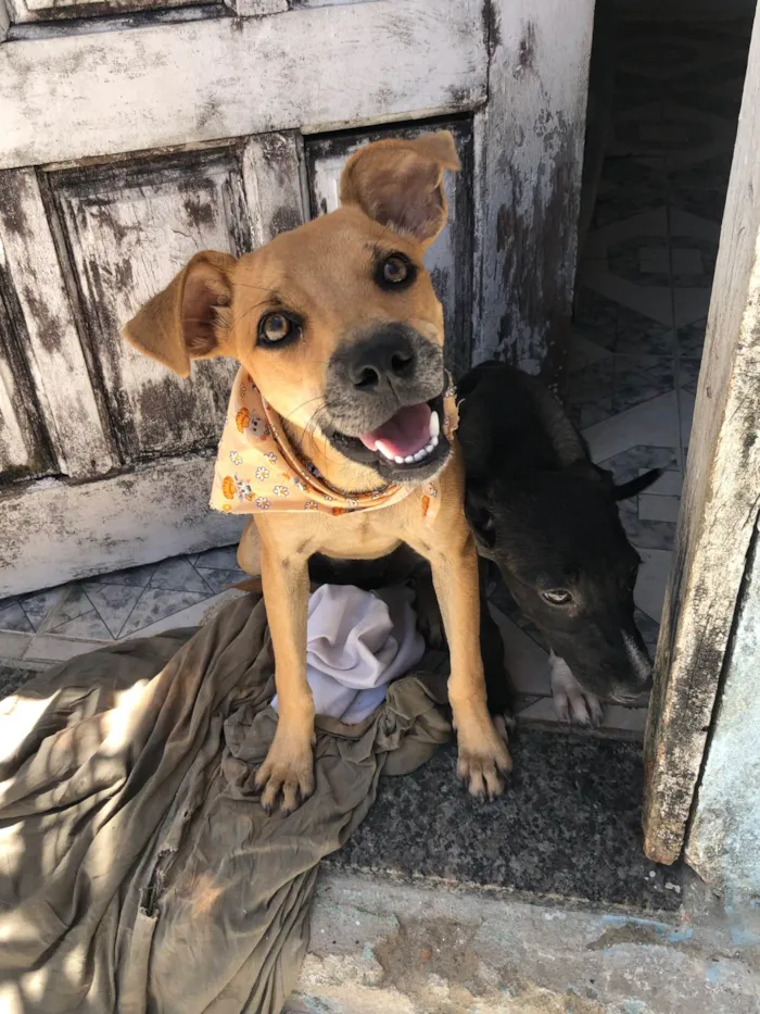 Cachorro raça SRD-ViraLata idade 2 a 6 meses nome Belinha