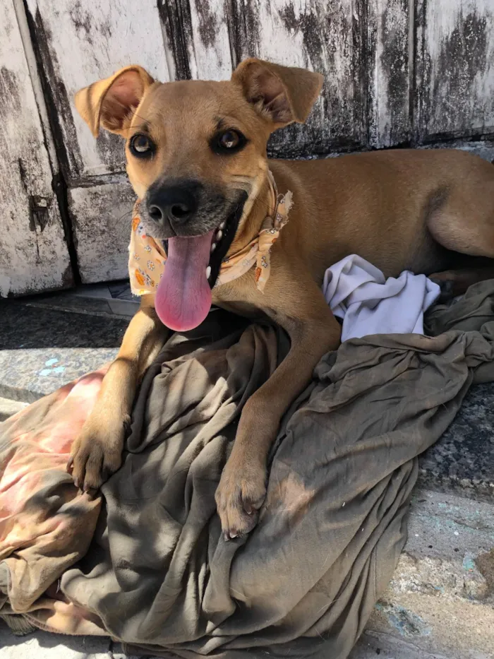 Cachorro raça SRD-ViraLata idade 2 a 6 meses nome Belinha