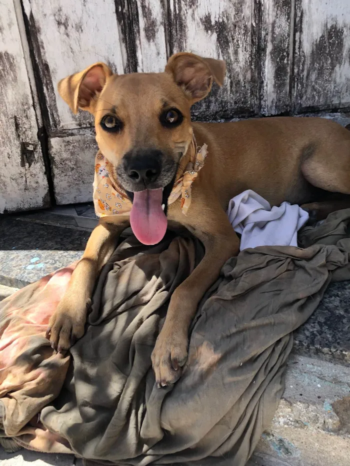 Cachorro raça SRD-ViraLata idade 2 a 6 meses nome Belinha