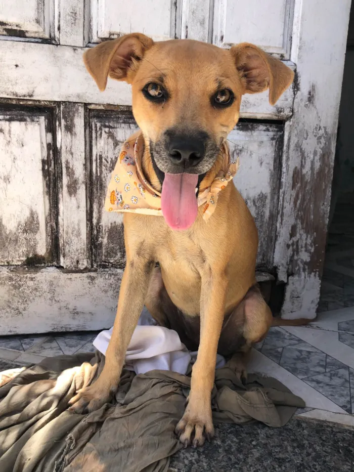 Cachorro raça SRD-ViraLata idade 2 a 6 meses nome Belinha