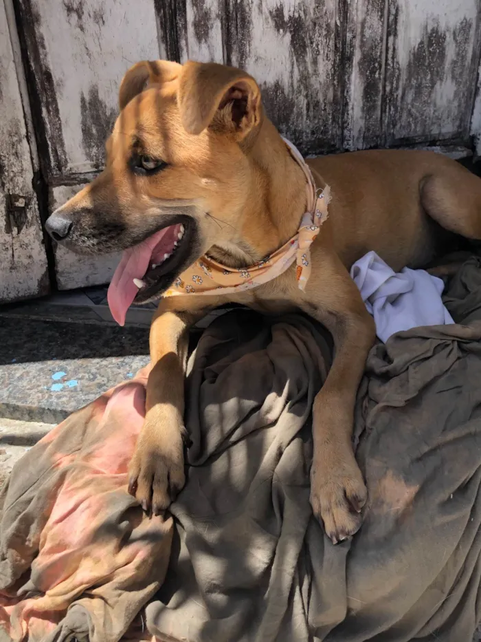 Cachorro raça SRD-ViraLata idade 2 a 6 meses nome Belinha