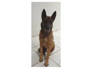 Cachorro raça Pastor Alemão idade 5 anos nome thor