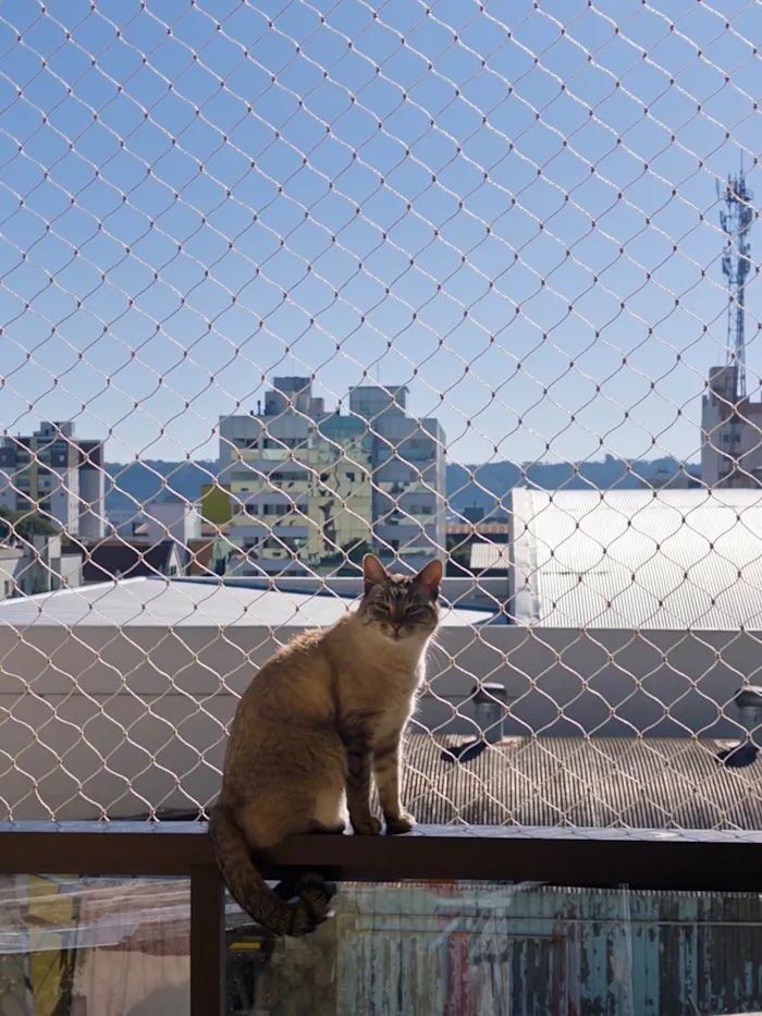 Gato raça SRD-ViraLata idade 6 ou mais anos nome Angelina