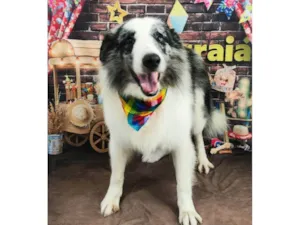 Cachorro raça São Bernardo idade 4 anos nome BARÃO