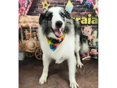 Cachorro raça São Bernardo idade 4 anos nome BARÃO