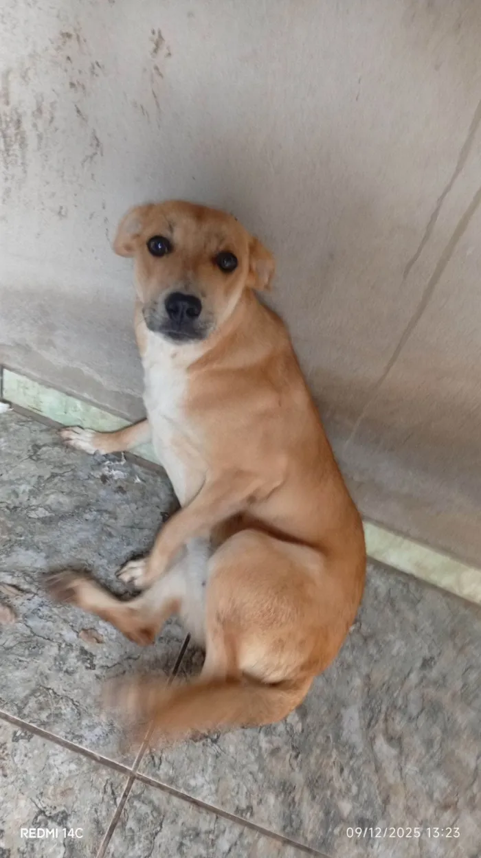 Cachorro raça SRD-ViraLata idade 1 ano nome Ayase