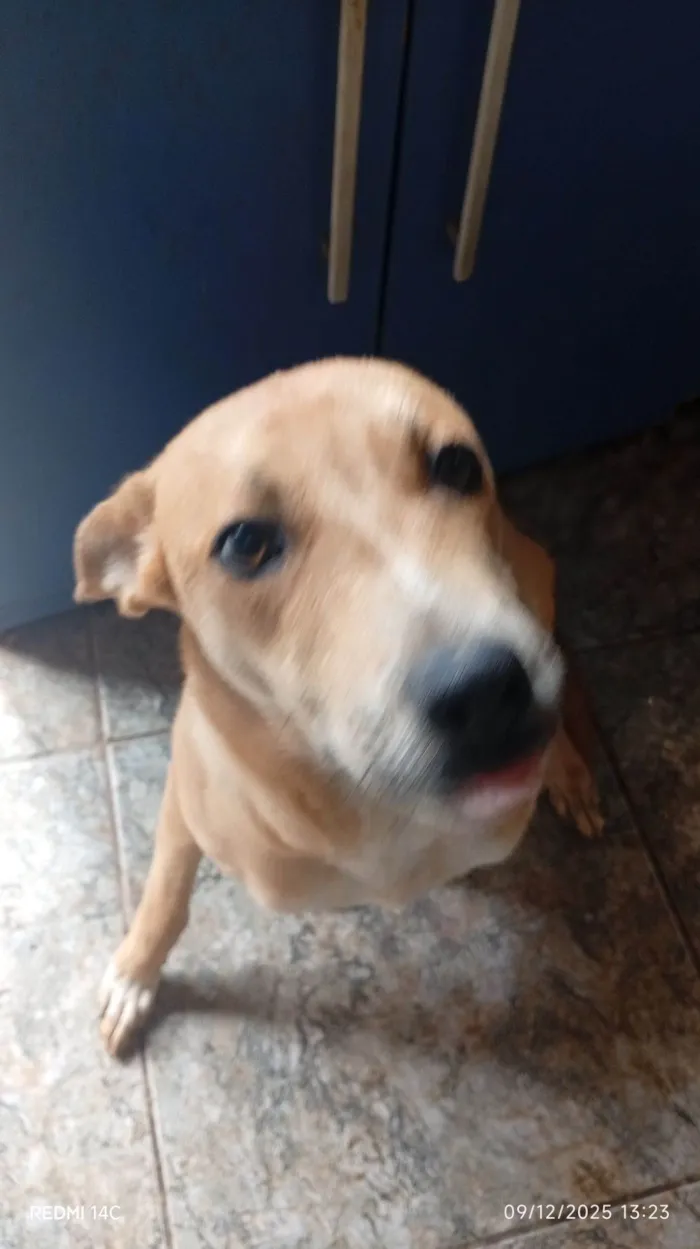 Cachorro raça SRD-ViraLata idade 1 ano nome Ayase