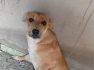 Cachorro raça SRD-ViraLata idade 1 ano nome Ayase