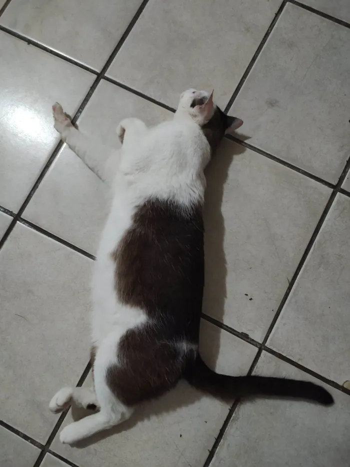 Gato raça SRD-ViraLata idade 2 anos nome Tom