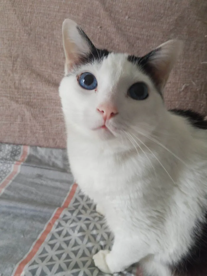 Gato raça SRD-ViraLata idade 2 anos nome Tom