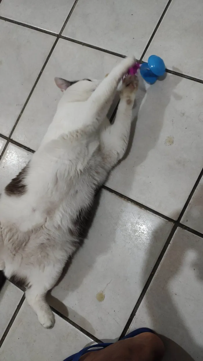 Gato raça SRD-ViraLata idade 2 anos nome Tom