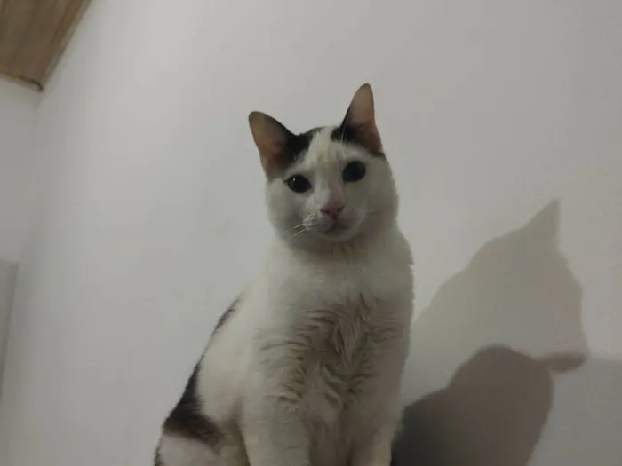 Gato raça SRD-ViraLata idade 2 anos nome Tom