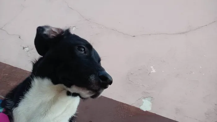 Cachorro raça Labrador idade 7 a 11 meses nome Amora