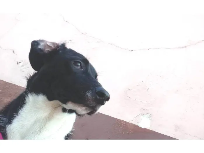 Cachorro raça Labrador idade 7 a 11 meses nome Amora