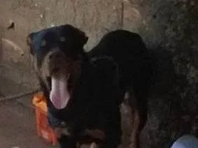 Cachorro raça Rottweiler idade 2 anos nome thor