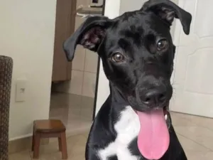 Cachorro raça SRD-ViraLata idade 1 ano nome Mike