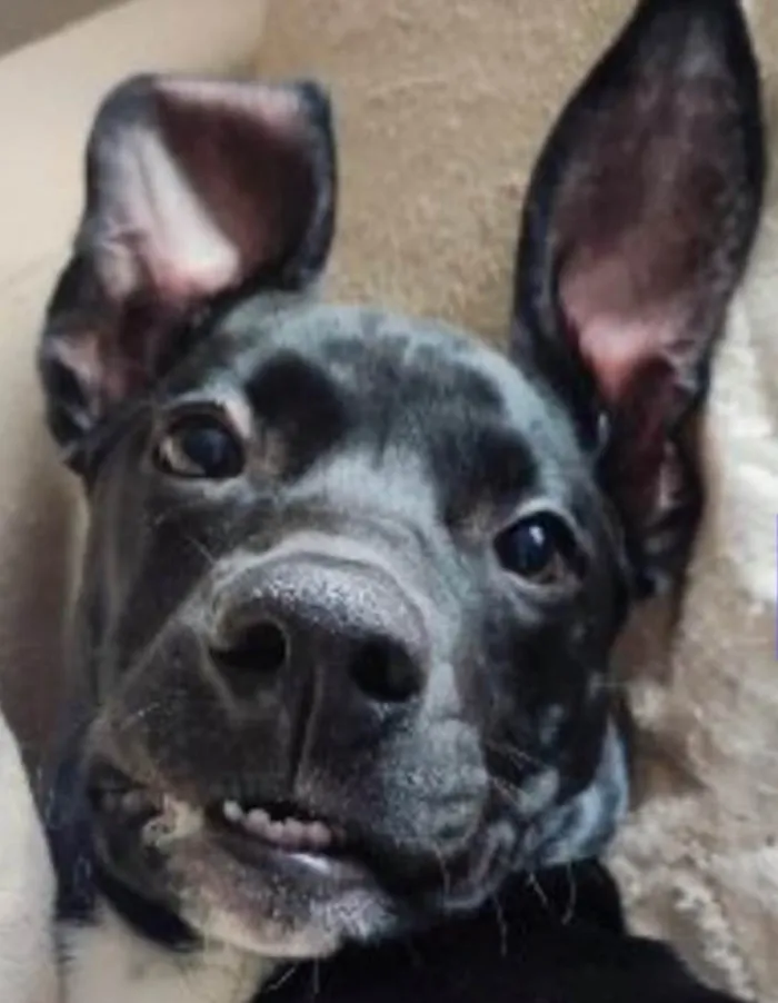 Cachorro raça SRD-ViraLata idade 1 ano nome Mike