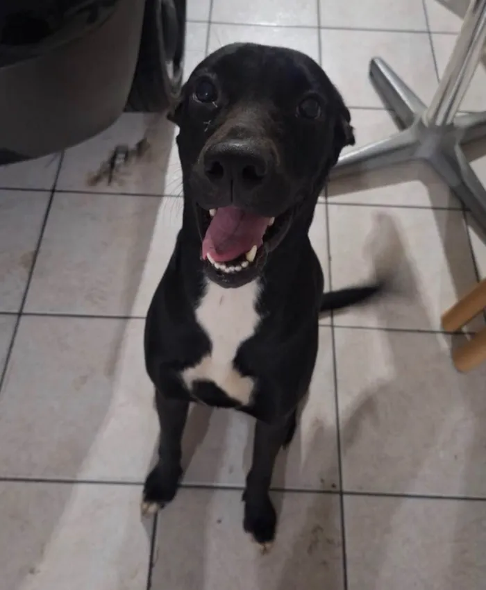 Cachorro raça SRD-ViraLata idade 1 ano nome Mike