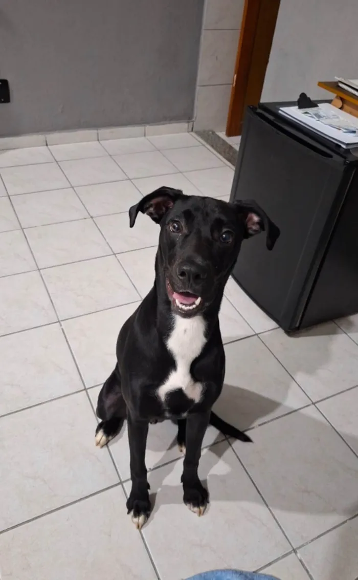 Cachorro raça SRD-ViraLata idade 1 ano nome Mike