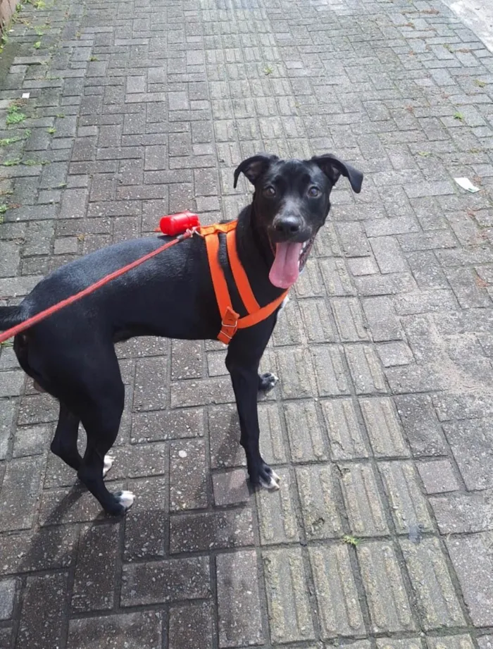 Cachorro raça SRD-ViraLata idade 1 ano nome Mike