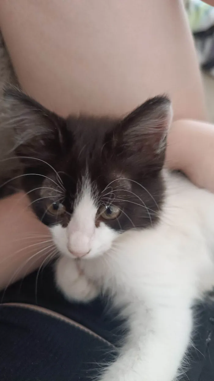 Gato raça SRD-ViraLata idade 2 a 6 meses nome Frajola