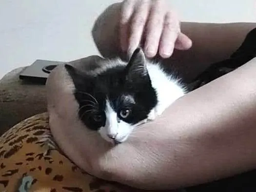 Gato raça SRD-ViraLata idade 2 a 6 meses nome Frajola