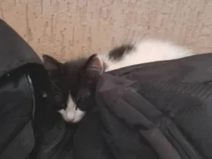 Gato raça SRD-ViraLata idade 2 a 6 meses nome Frajola