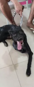 Cachorro raça Labrador idade 1 ano nome Ralph 