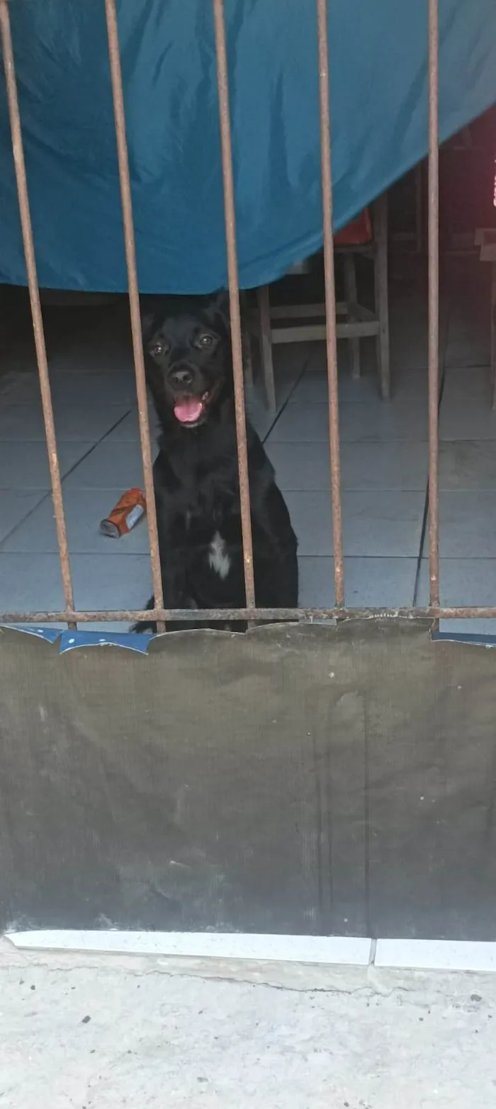 Cachorro raça Labrador idade 1 ano nome Ralph 