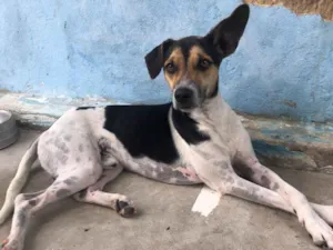 Cachorro raça SRD-ViraLata idade 2 anos nome Bob