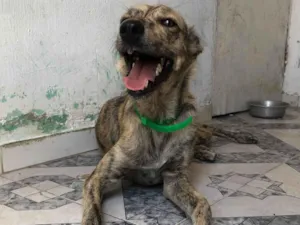Cachorro raça SRD-ViraLata idade 1 ano nome Coral