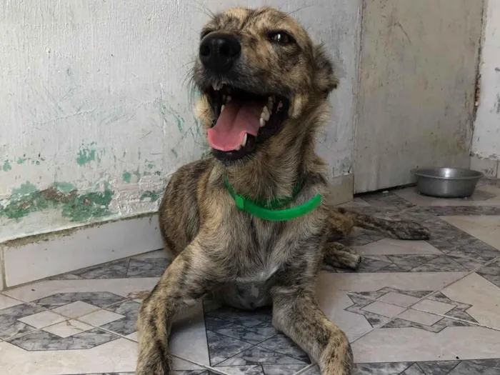 Cachorro raça SRD-ViraLata idade 1 ano nome Coral