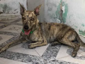 Cachorro raça SRD-ViraLata idade 1 ano nome Coral